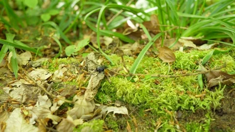 Dor Beetle Crossing Moss And Leaf Litter Among Grass Blades, Wide Shot Stock Footage 336689538