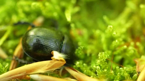 Dor Beetle On Moss And Dead Leaf With Green Bokeh Background, Macro Shot Stock Footage 336465652