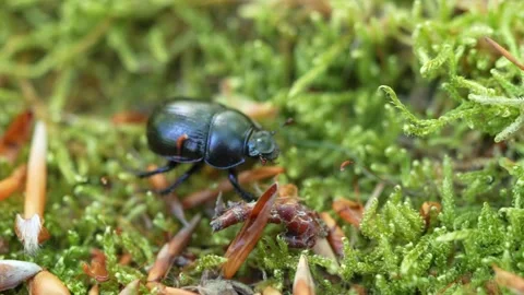 Dor Beetle Walking On Bright Green Moss In Daylight, Macro Shot Stock Footage 336689551