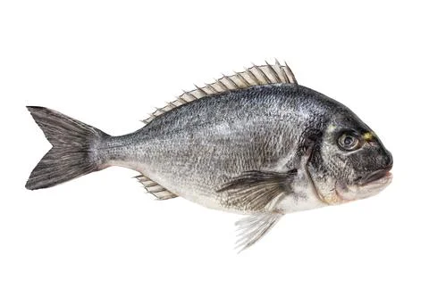 Dorada fish on white background Stock Photos