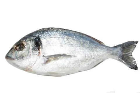Dorade fish Stockfoto's