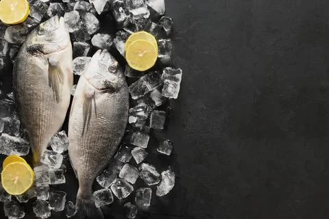Dorado fish with ice cube on black background. Stock Photos