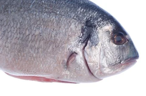 Dorado fish Stock Photos