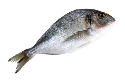 Dorado fish Stock Photos