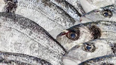 Dorado, raw fillets on ice, selective focus 스톡 동영상 245520262