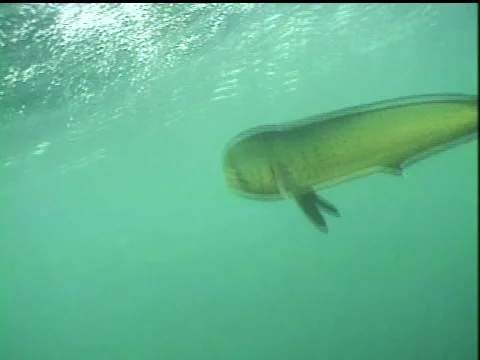 Dorado underwater 스톡 동영상 2891837