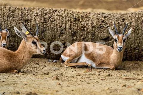 Dorcas gazelle, Gazella, dorcas in Jerez de la Frontera, Andalusia ...