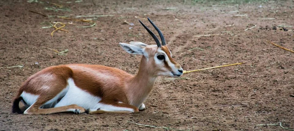 Dorcas Gazelle sitting on ground surface Stock Photos