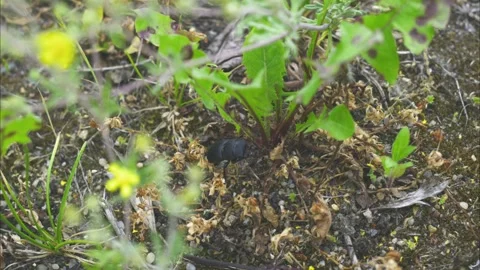 A Dorcus parallelipipedus on the ground Stock Footage 336377843