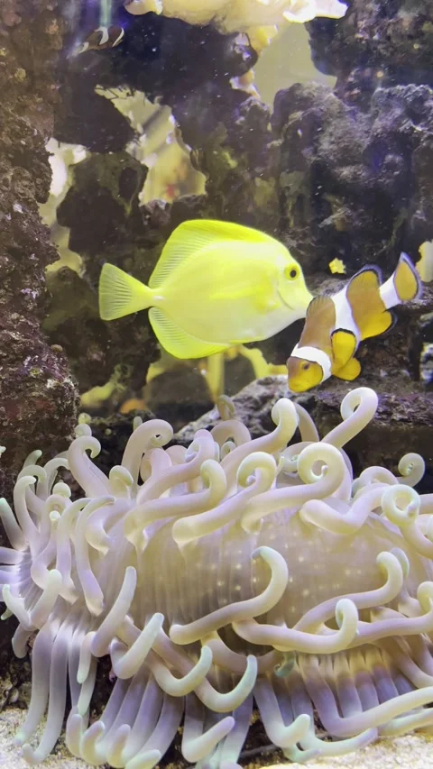 Dori in a Fish tank Stock Footage 167560357