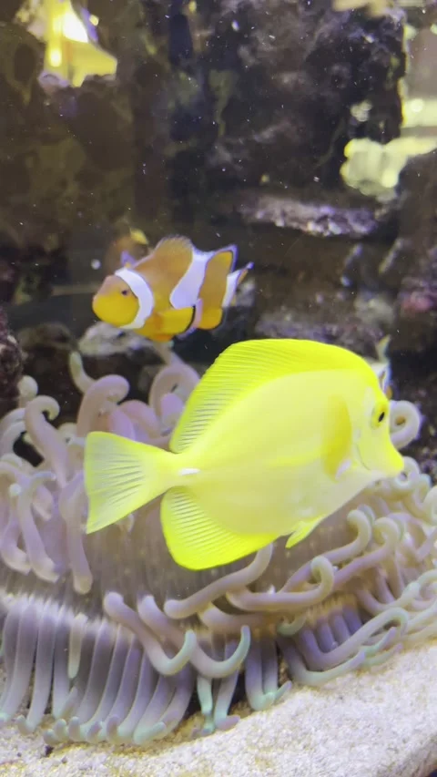 Dori trapped in a fish tank Stock Footage 167560241