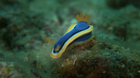 Dorid Nudibranch. 4k Stock Footage 58778141