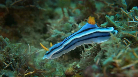 Dorid Nudibranch. 4k Stock Footage 58778157