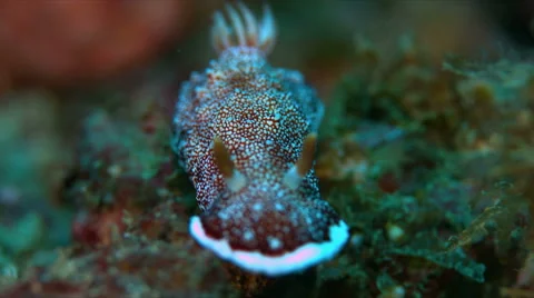 Dorid Nudibranch. 4k Stock Footage 58778185