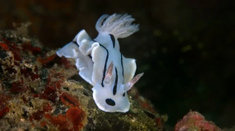 Dorid Nudibranch. 4k Stock Footage 58778212