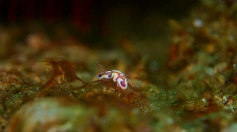 Dorid Nudibranch. 4k Stock Footage 58778267