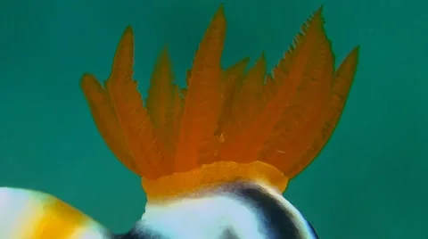 Dorid Nudibranch Stock Footage 51423514