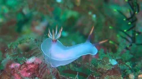 Dorid Nudibranch Stock Footage 51664546