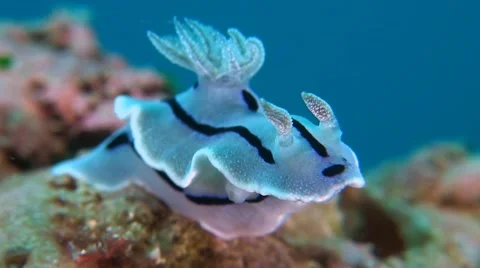 Dorid Nudibranch Stock Footage 52349456