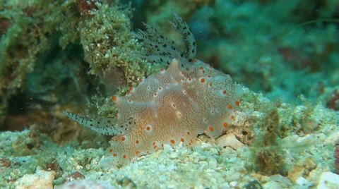 Dorid Nudibranch Stock Footage 52548198