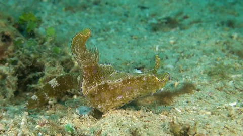 Dorid Nudibranch Stock Footage 52551026