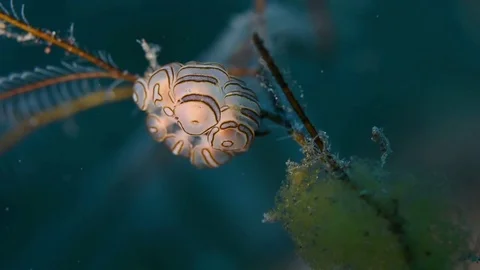 Dorid Nudibranch on Hydroid Stock Footage 76236677