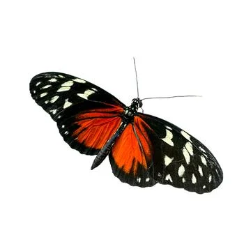 Doris longwing butterfly Heliconius doris with black orange and white patte.. 스톡 사진