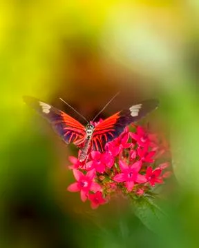Doris Longwing Butterfly Stock Photos