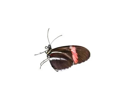 Doris Longwing Butterfly Stock Photos