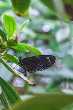 Doris Longwing Butterfly on Red Flowers Stock Photos