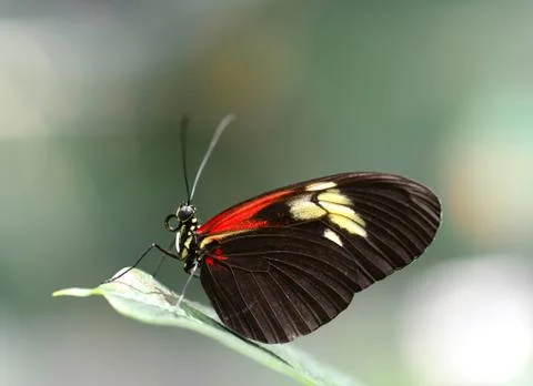 Doris longwing butterfly resting on a leaf Stock Photos