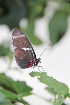 Doris Longwing - Heliconius doris sitting on green leaf, beautiful butterfly Stock Photos