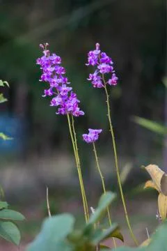 Doritis pulcherrima Stock Photos