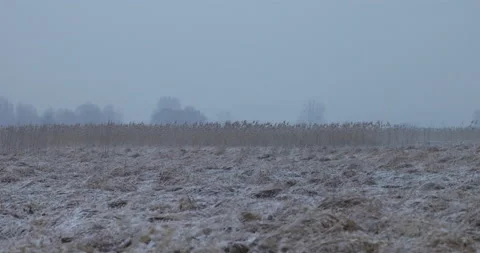Dormant nature, the world under a blanket of snow, 4K slomo Stock Footage 168377639
