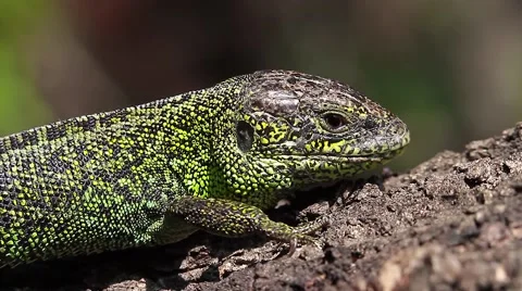 Dormant Sand Lizard male, Lacerta agilis Vídeos de archivo 44123745