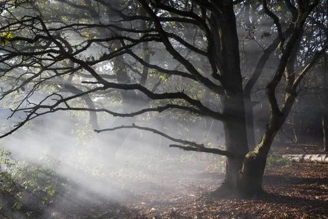 Dormant trees surrounded by smoke Stock Photos