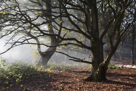Dormant trees surrounded by smoke Stock Photos