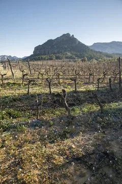 Dormant vineyard rows stretching to rugged mountains in winter Stock Photos