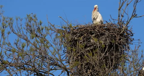 Dormitory tree with adult white storks (Ciconia ciconia), in the nest, the Camar Video stock 303646873
