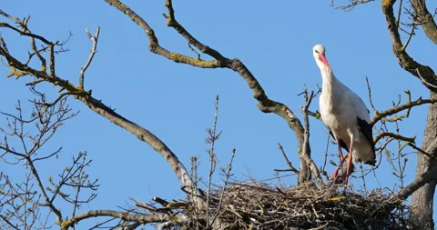 Dormitory tree with adult white storks (Ciconia ciconia), in the nest, the Camar Video stock 303646973