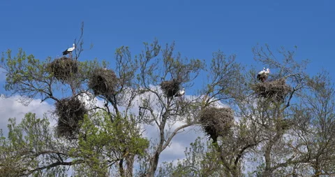 Dormitory tree with adult white storks (Ciconia ciconia), in the nest, Video stock 305450125