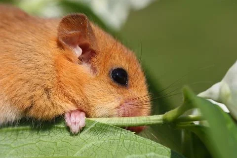 Dormouse holding a leaf Stock Photos