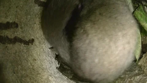 Dormouse in its nest in summer  Stock Footage 278594027