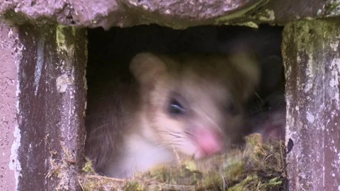 Dormouse is looking out of a nesting box Stock Footage 278594021