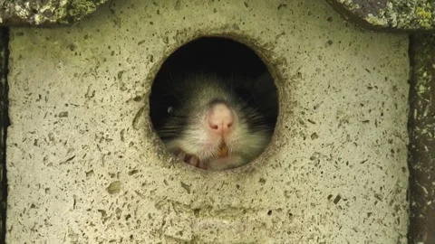 Dormouse is looking out of a nesting box, close-up Stock Footage 278594110