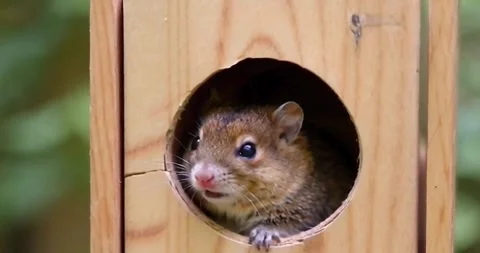 Dormouse is looking out of a nesting box Stock Footage 280787687