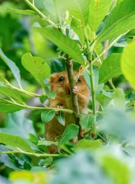 Dormouse Stock Photos