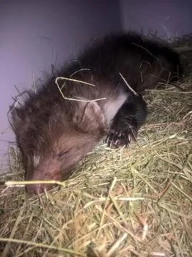 A dormouse is sleeping on the hay Foto stock