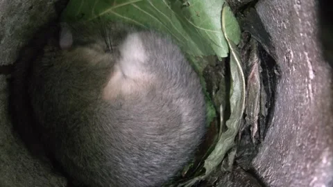 Dormouse is sleeping in its nest in summertime Stock Footage 278594039