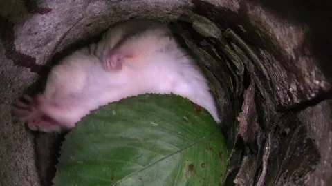 Dormouse sleeps in its nest (close-up) Stock Footage 278594079